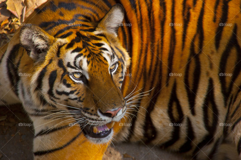 THE BEGAL TIGER IN PATTAYA THAILAND