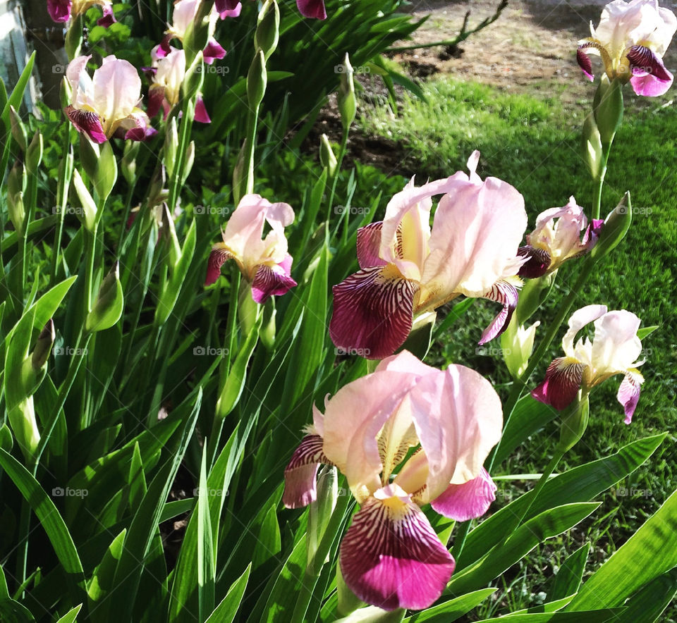 Iris in the morning sun 