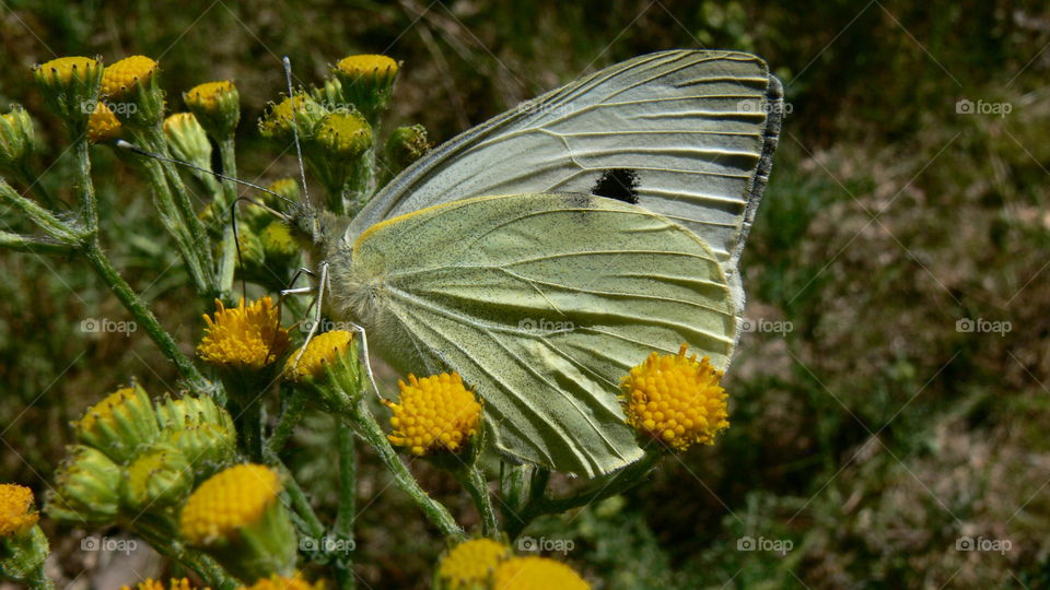 Schmetterling auf einer Blume