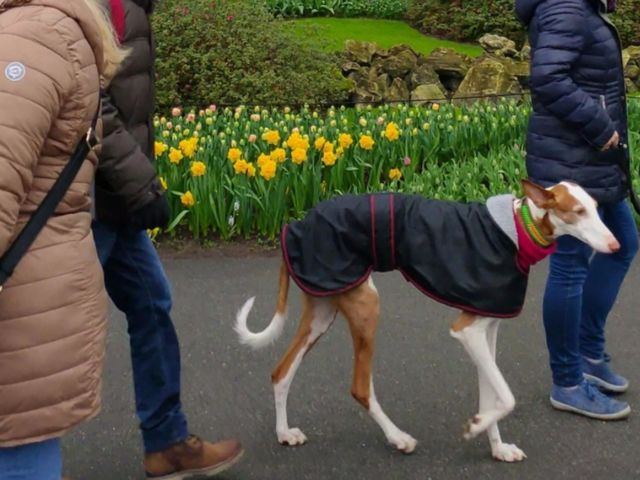 A walk with a Dog.