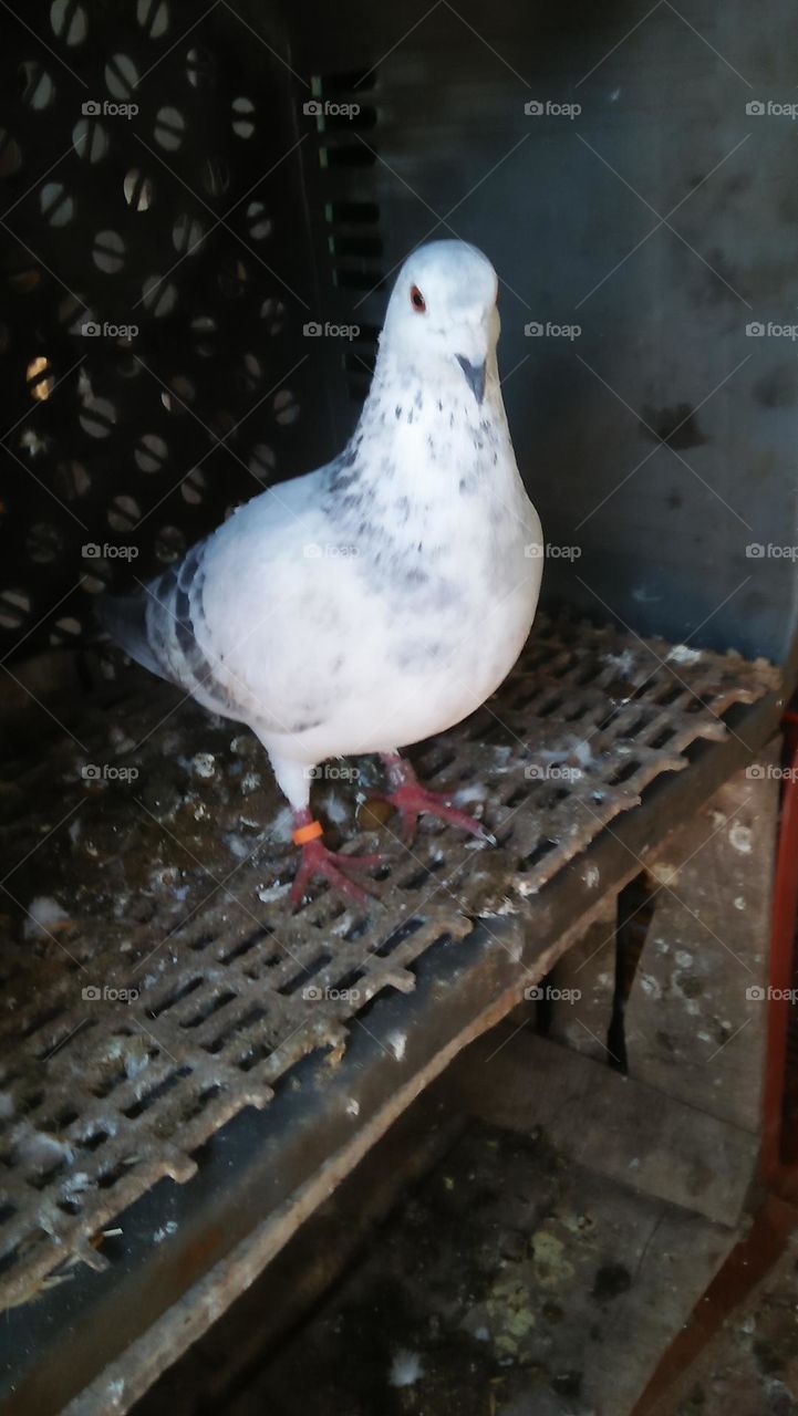 beautiful white pigeon in nest.