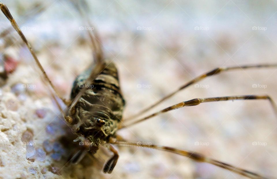 Close up of a spider 
