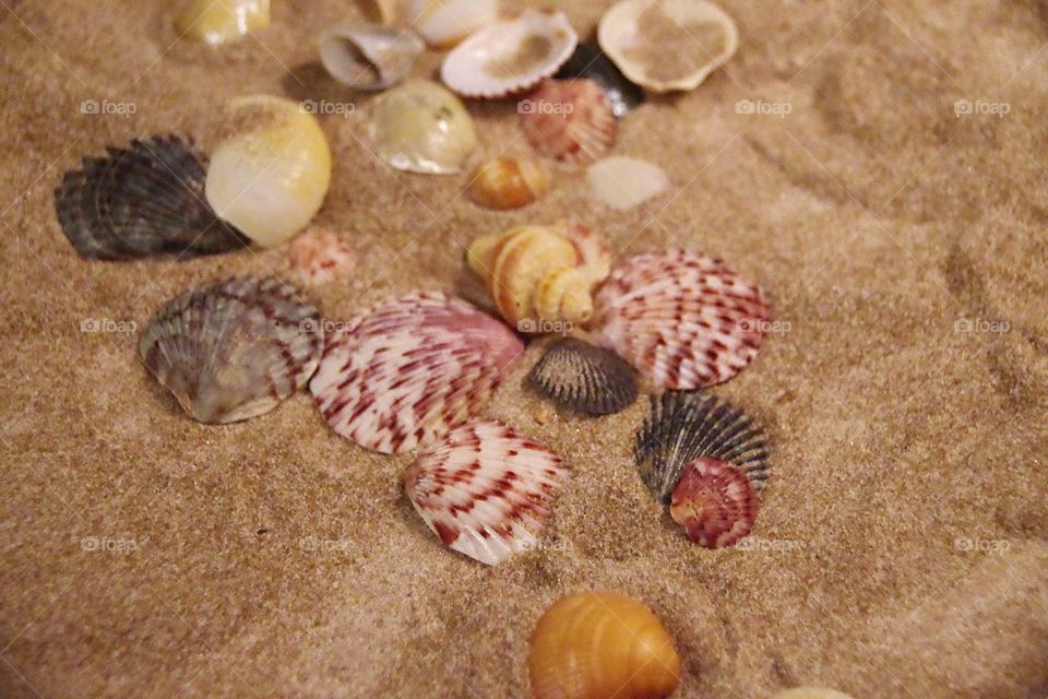 Assorted seashells in the sand