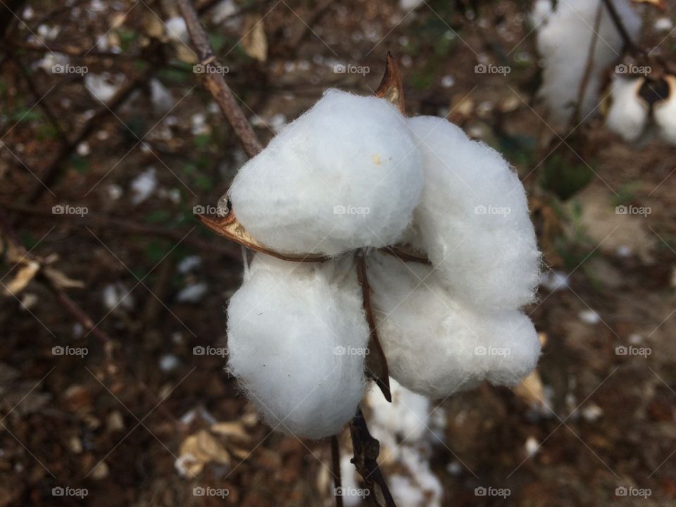 Cotton in cotton fields 