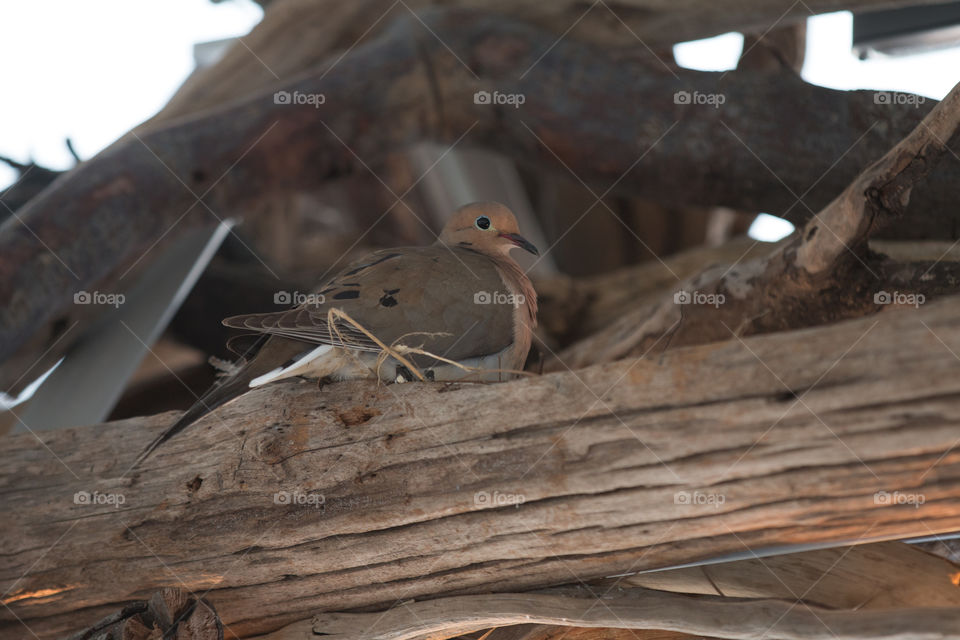 Bird, No Person, Wildlife, Wood, Nature