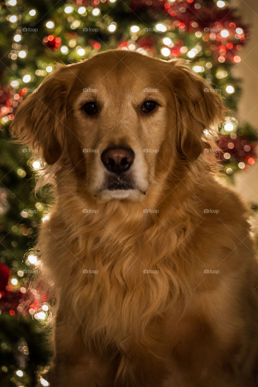 Golden Retriever Christmas Portrait
