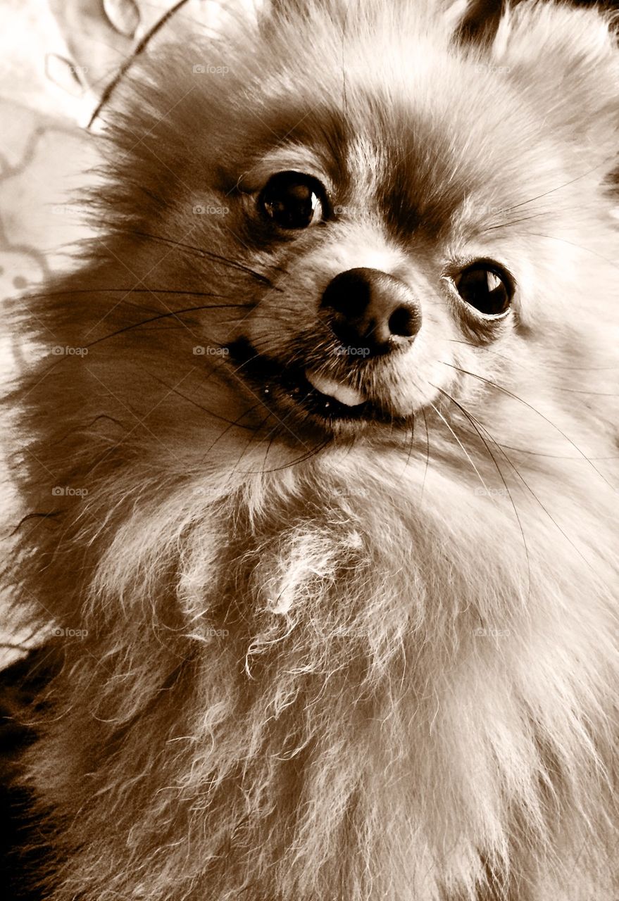 Funny Pomeranin