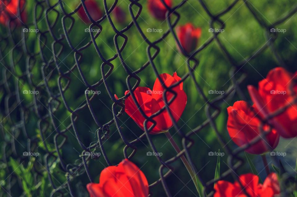 a beautiful red tulip grows behind a chain-link fence. beautiful spring photo.