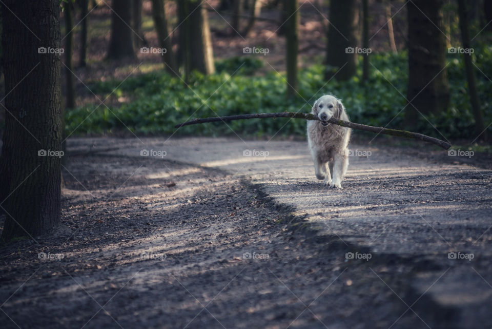 Walking a dog 