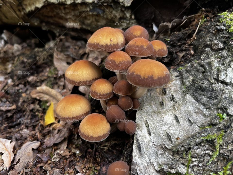 A close up of toadstools 