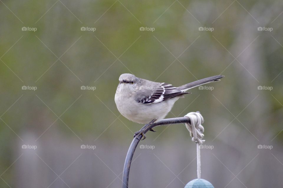 Mockingbird perched on top of a feeder 