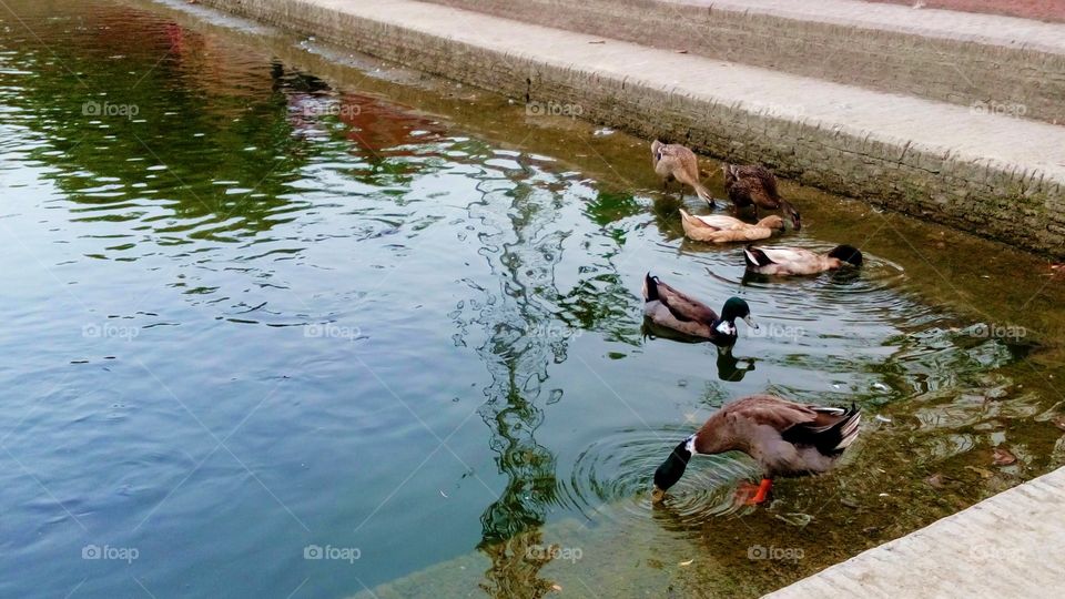A beautiful ducks drinking water
