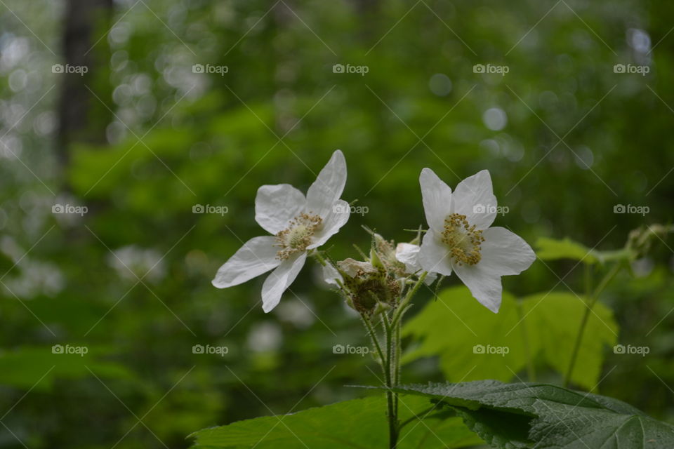 White wildflowers growing in the alone regions of the Canadian Rockies in Banff Alberta 