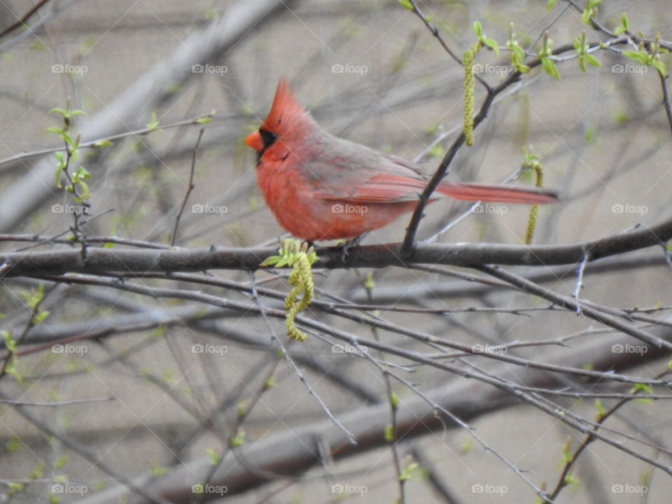urban cardinal