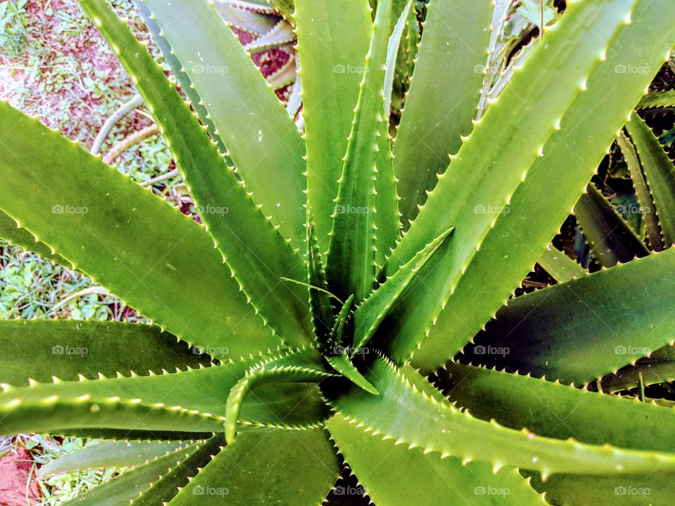 Cactus, Succulent, Aloe, Spine, Agave