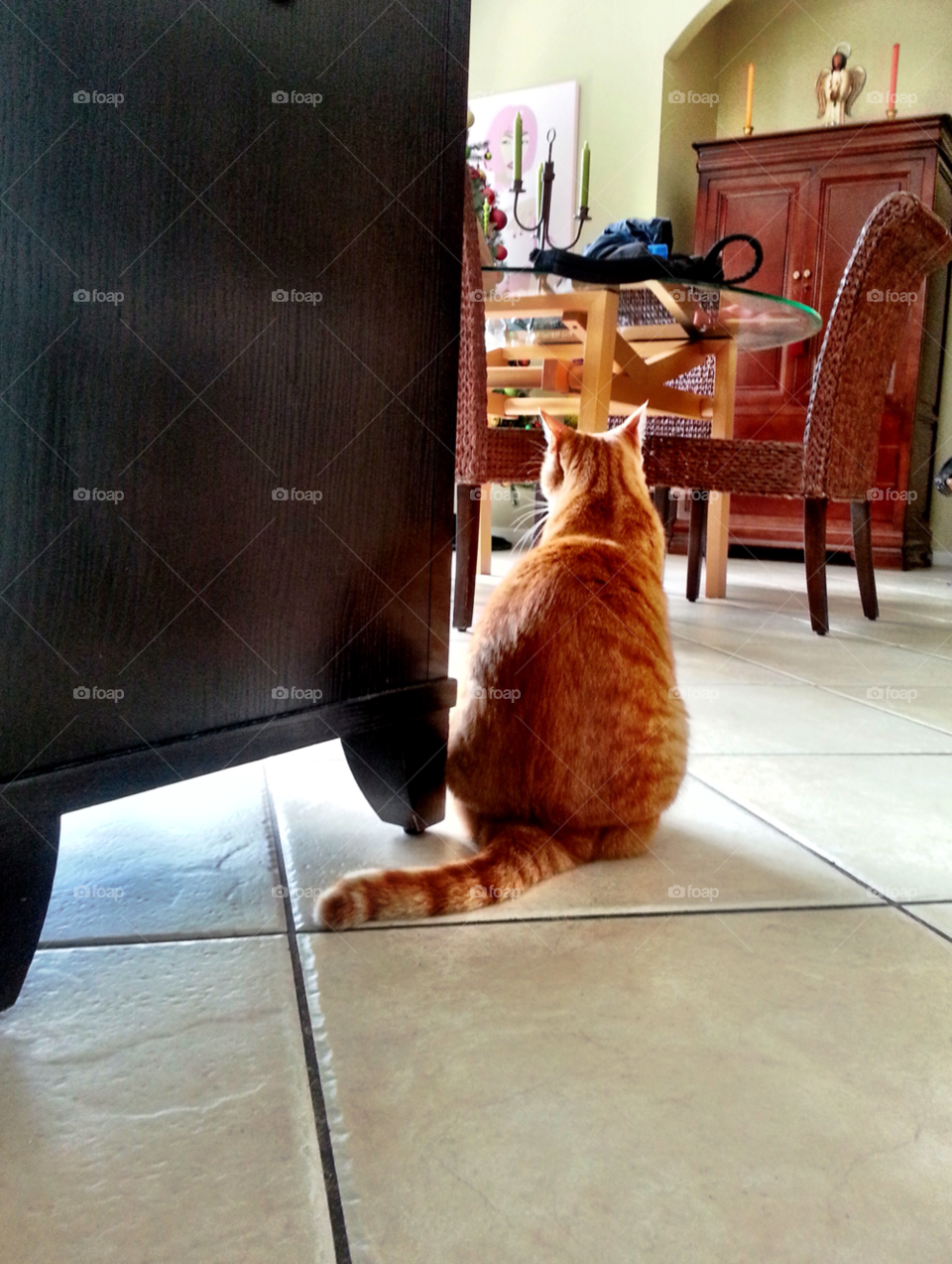 orange house cat animal by jmsilva59