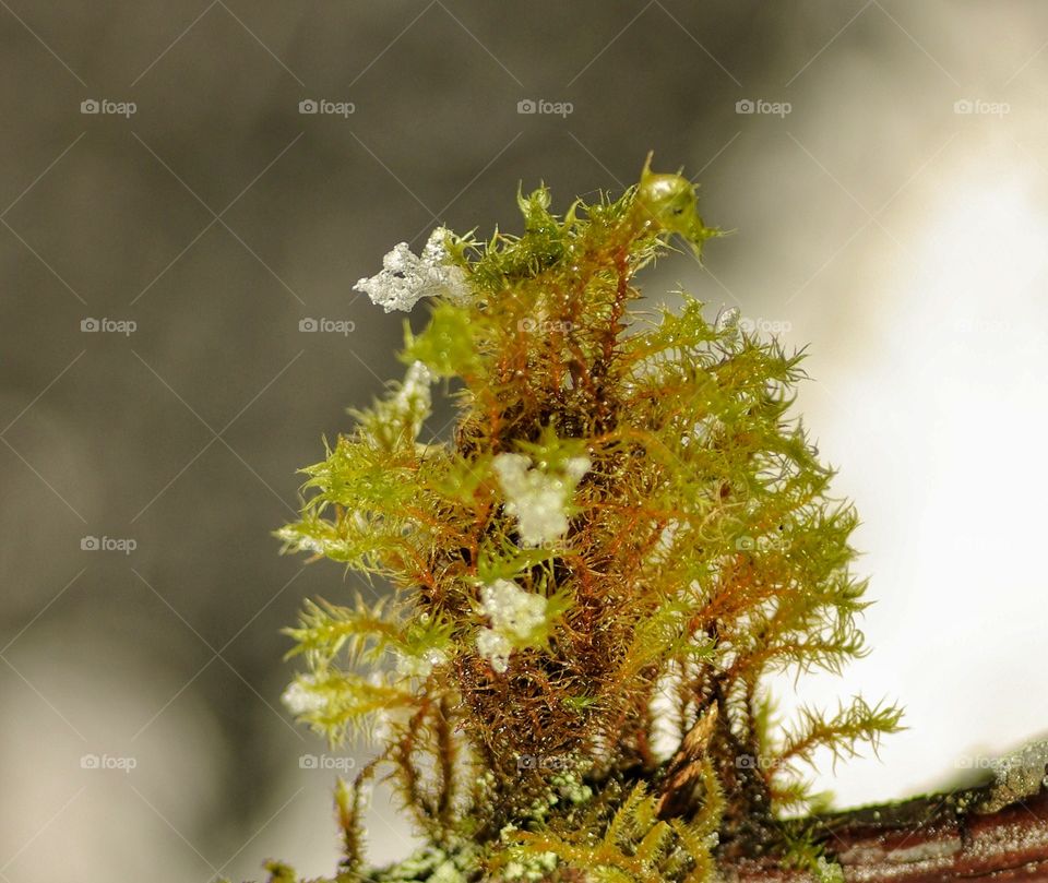 Close-up of a moss