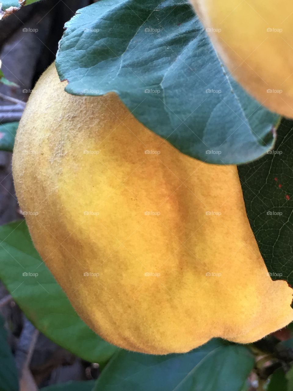 Quince fruit on tree closeup