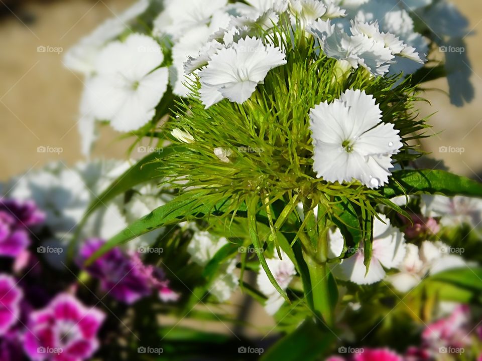 Delicate Sweet William