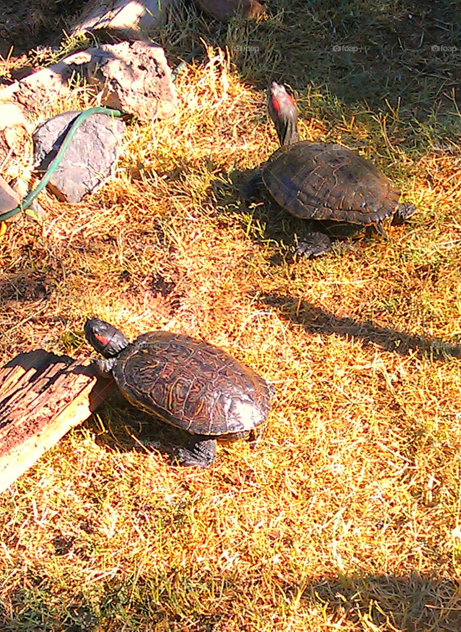 Red-eared slider turtles soaking up last rays of late Fall sunshine, posing on remaining brownish yellow grass.