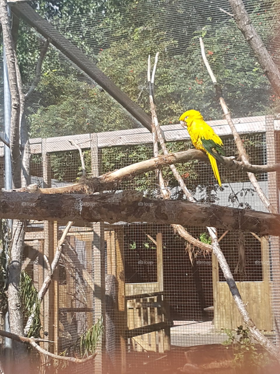 Parrot so adorable!!