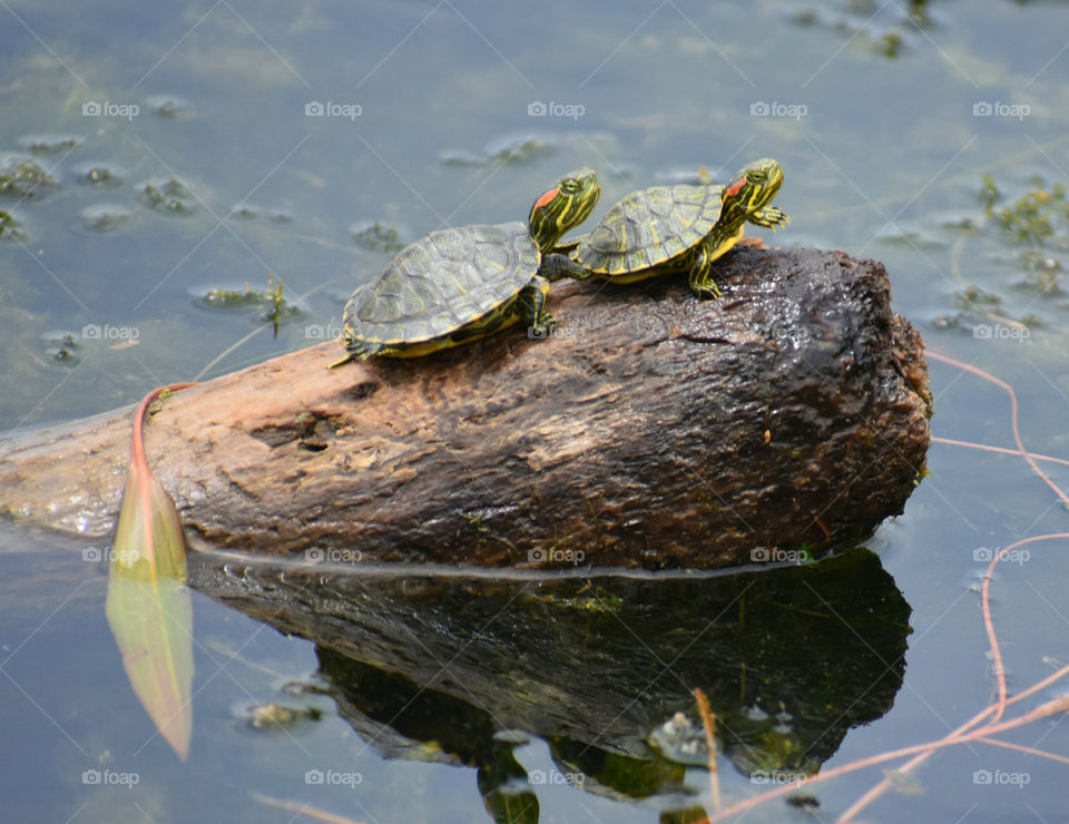 Close up view of turtle
