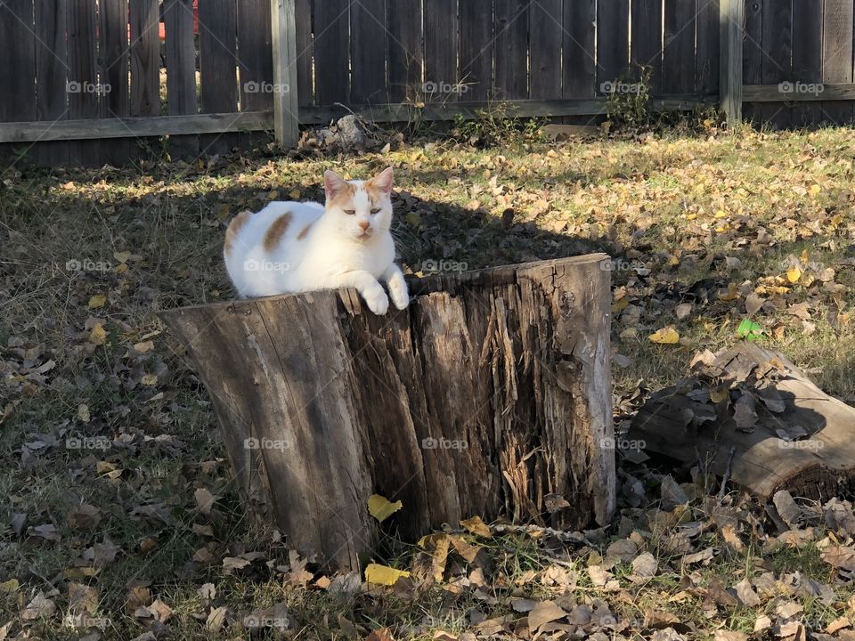 Cat on stump in the autumn season