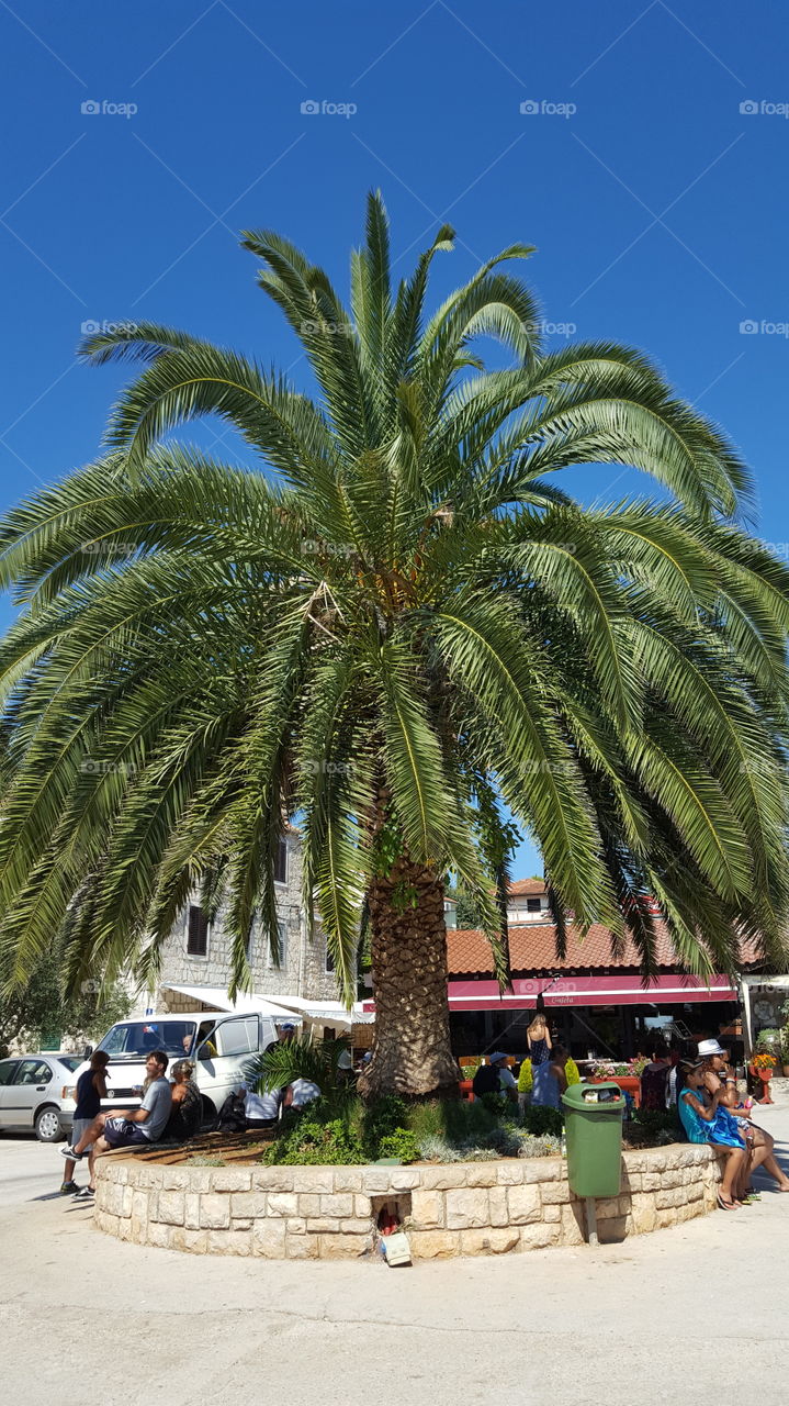 Palm, Travel, Beach, Vacation, Tree