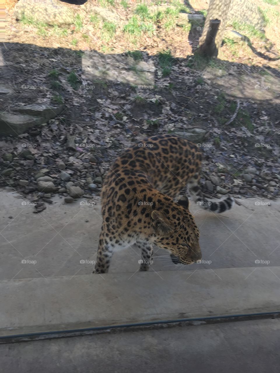 A leopard in a zoo 