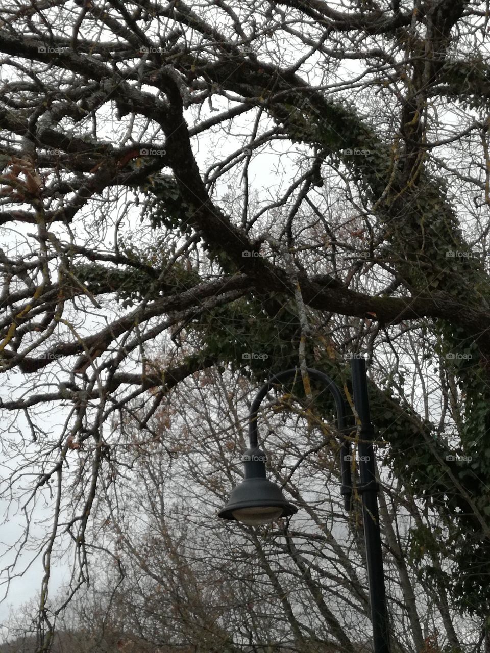 How a lamppost can illuminate  a woods?