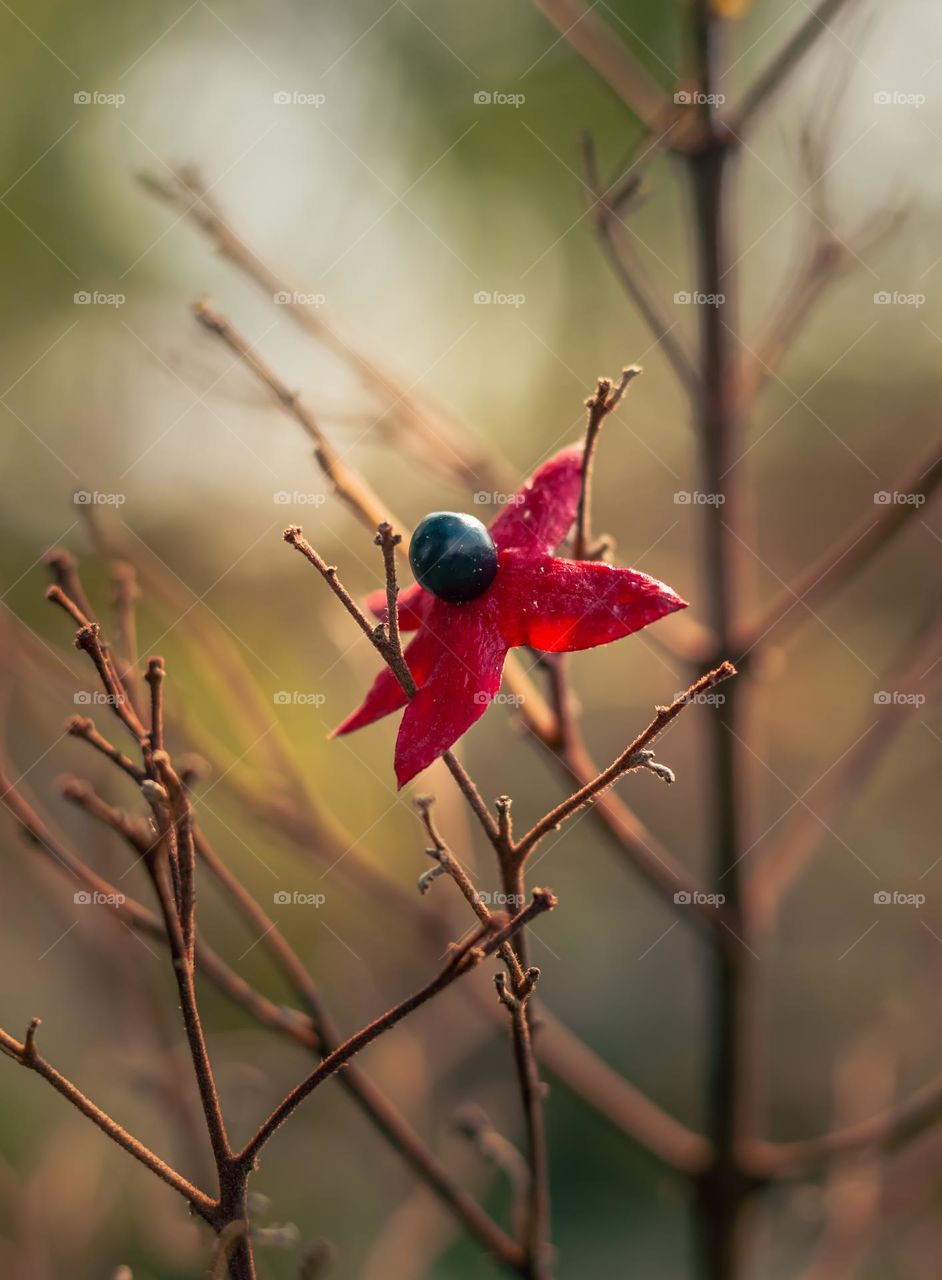 clerodendrum fruit