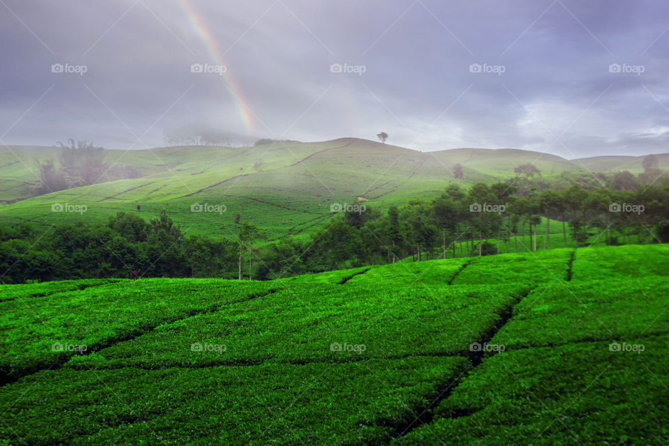 rainbow at tea fields, indonesia