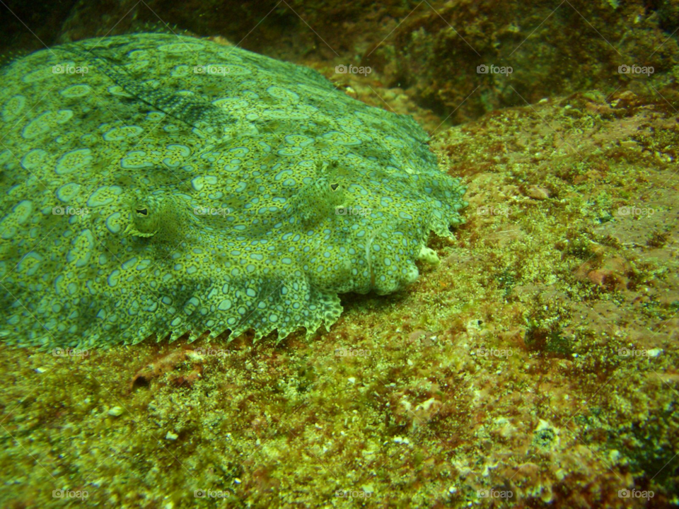 underwater medusa ocean floor by izabela.cib