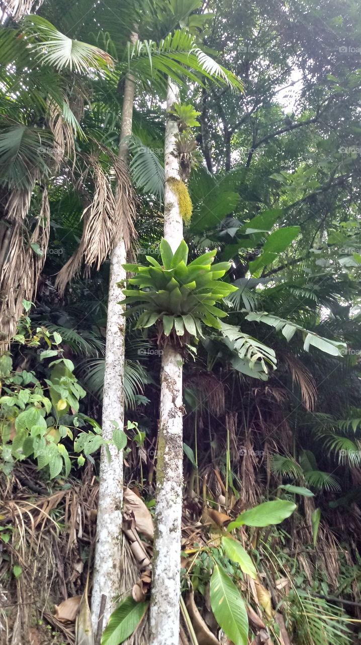 BROMÉLIAS NA MATA