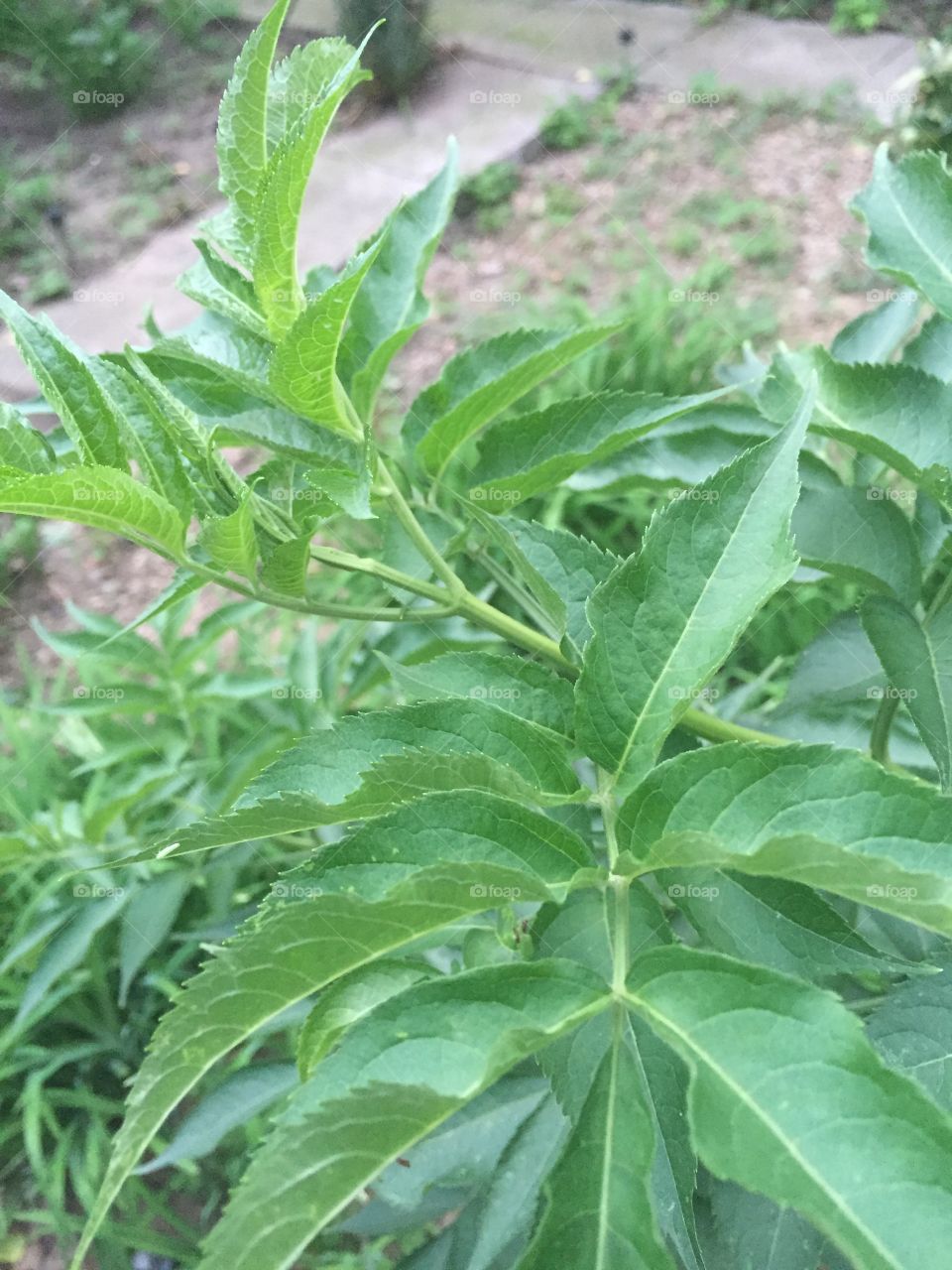 leaf close-up