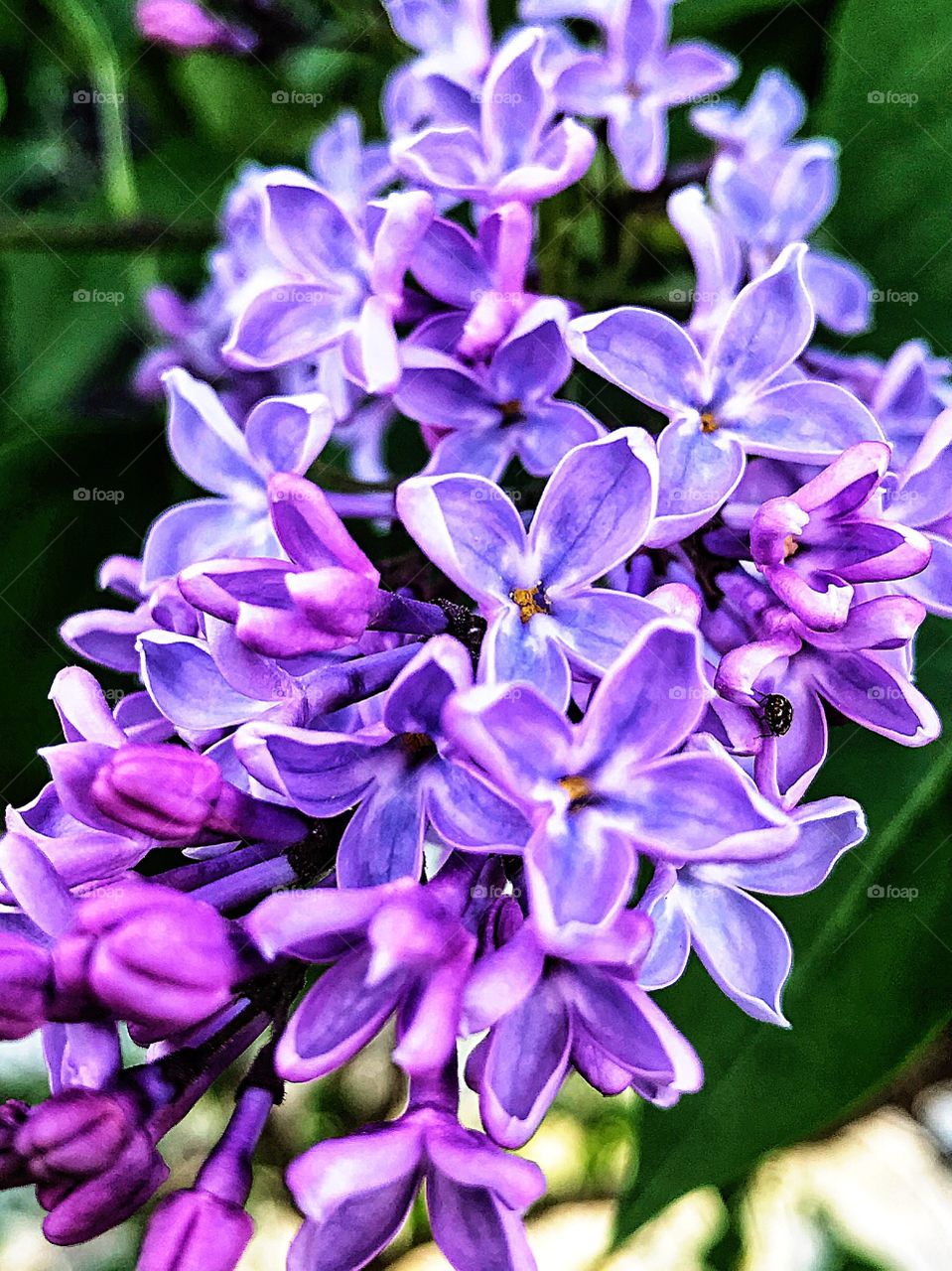 Lilacs 