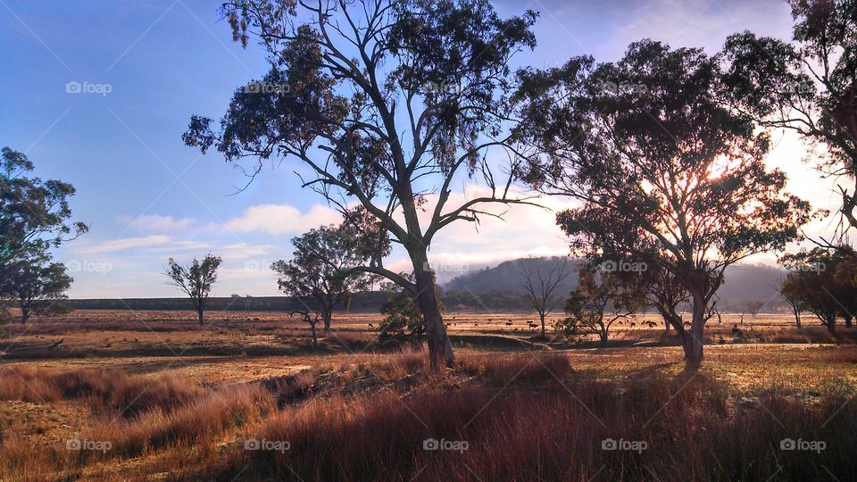 Beautiful morning sunrise in the Australian bush