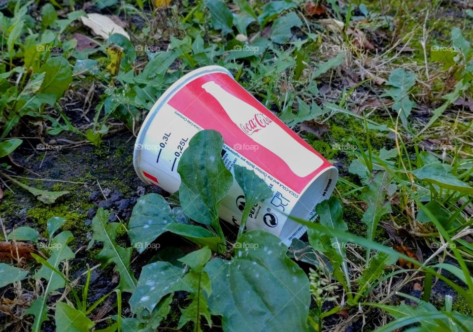 Safe nature 🌳♻️ The forest and paper cup 💚♻️