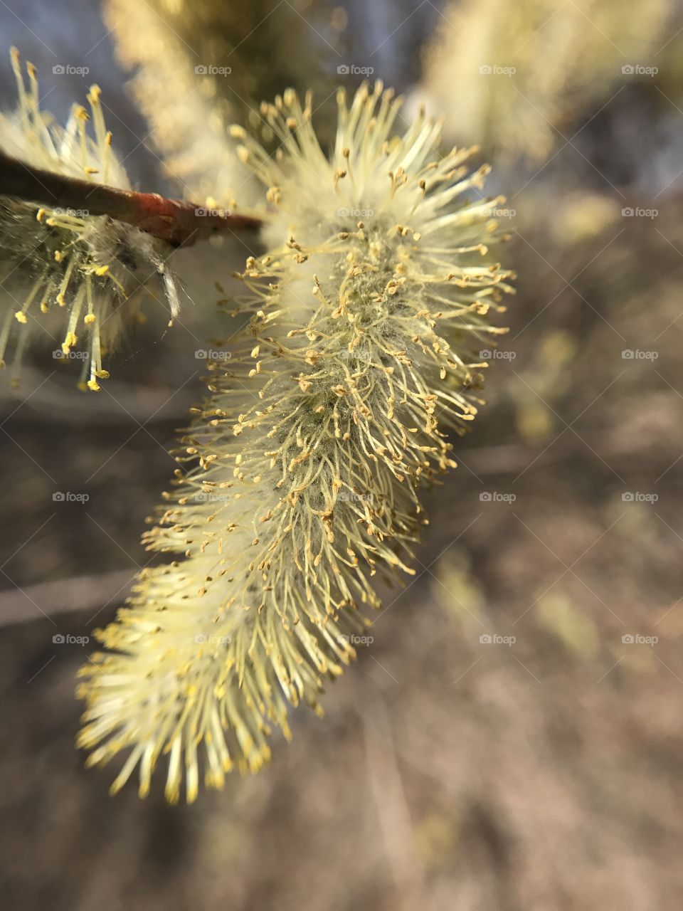 Spring tree 