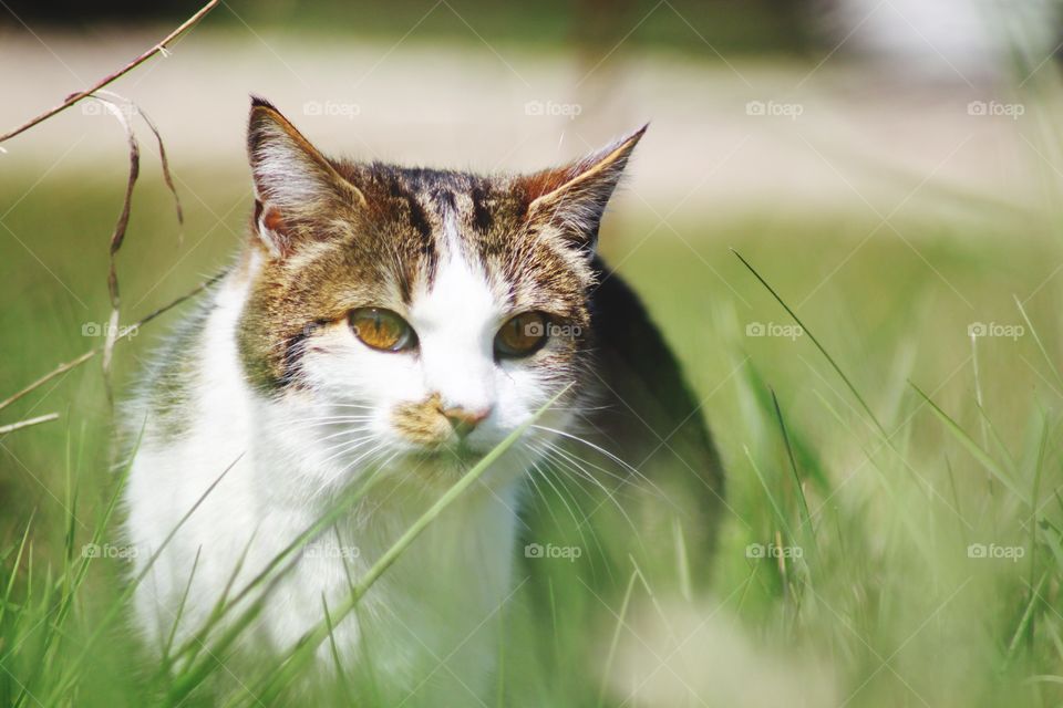 Katze im Gras