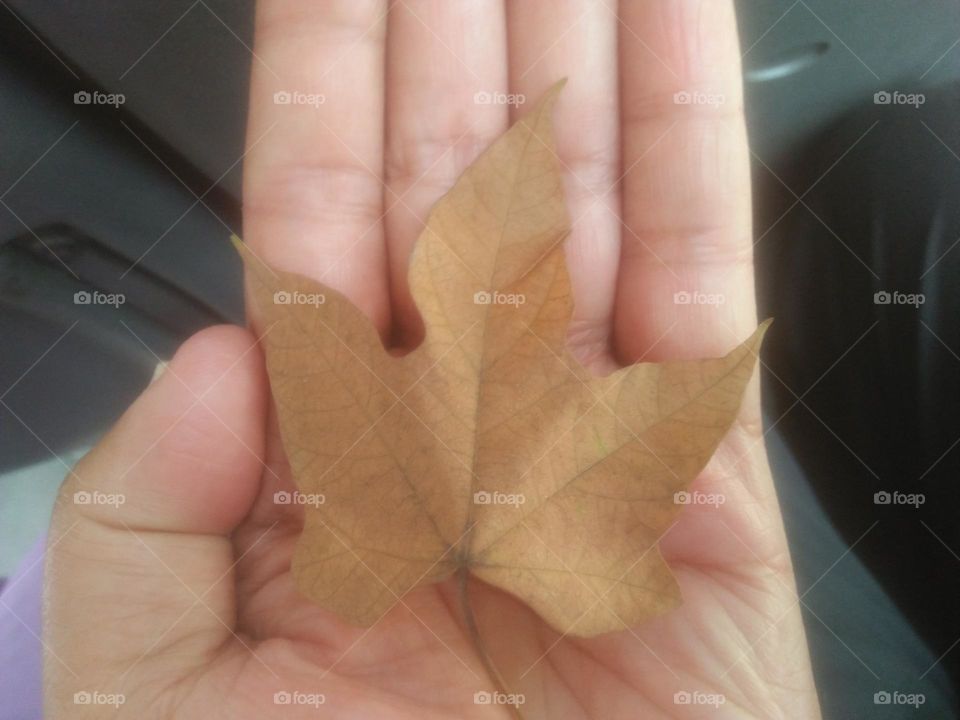 Dead leaf of a tree.