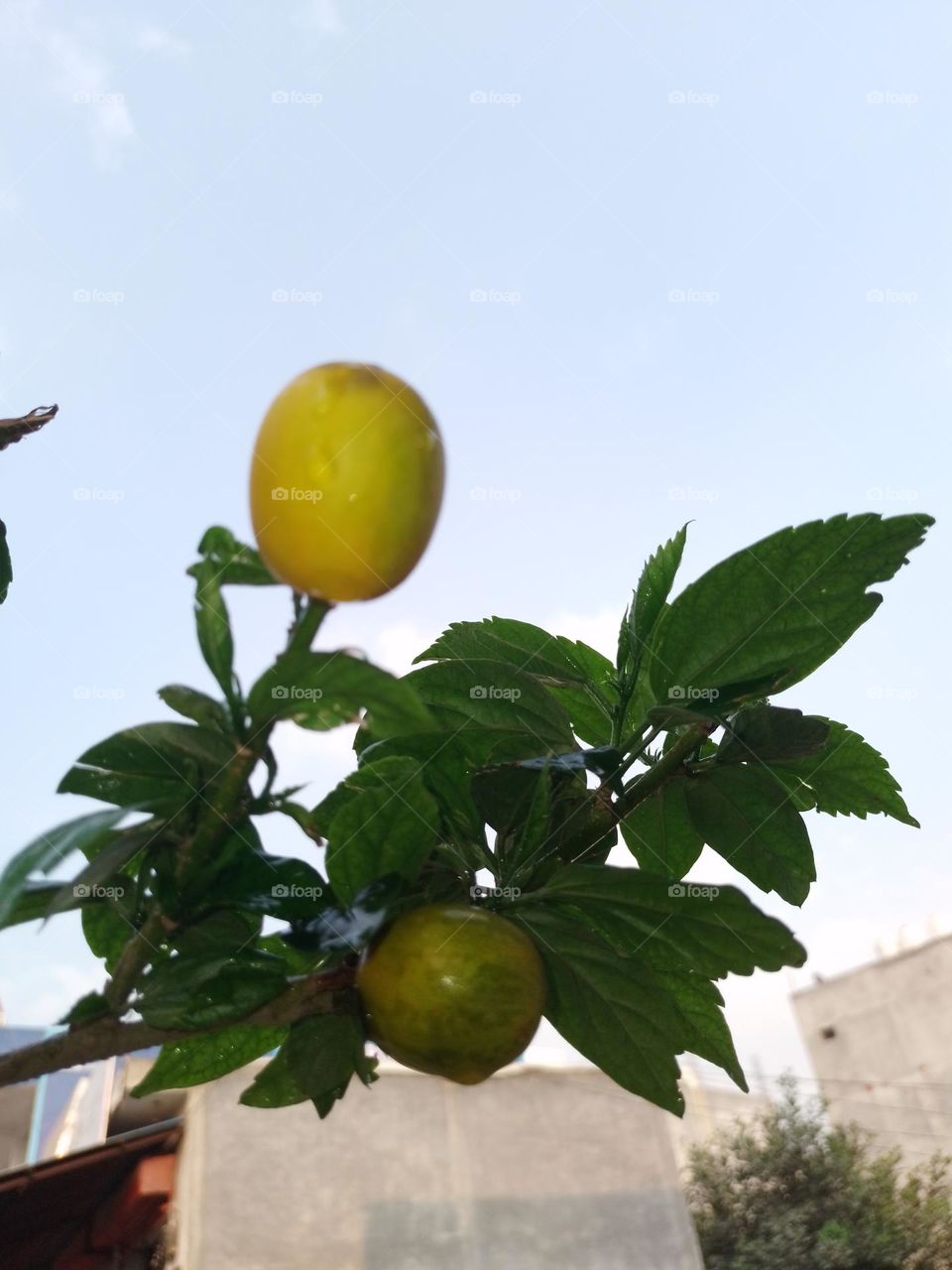 creative tree of flower