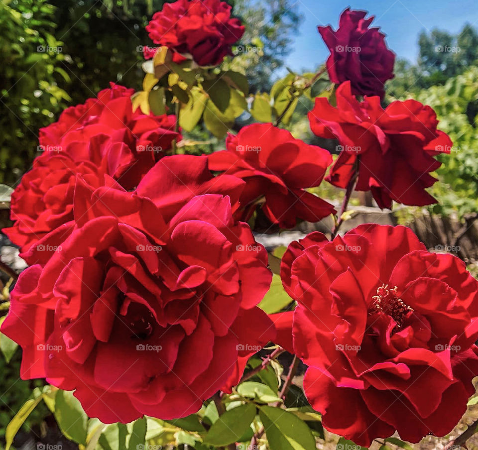 Red roses in full bloom on a beautiful summer’s day