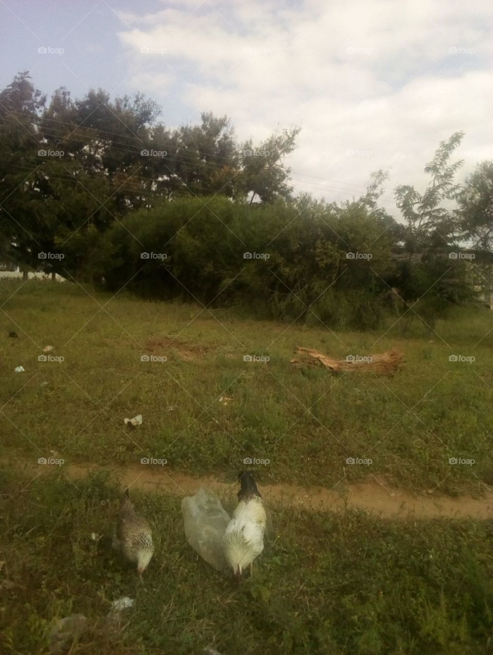 chicken, and nice green grass