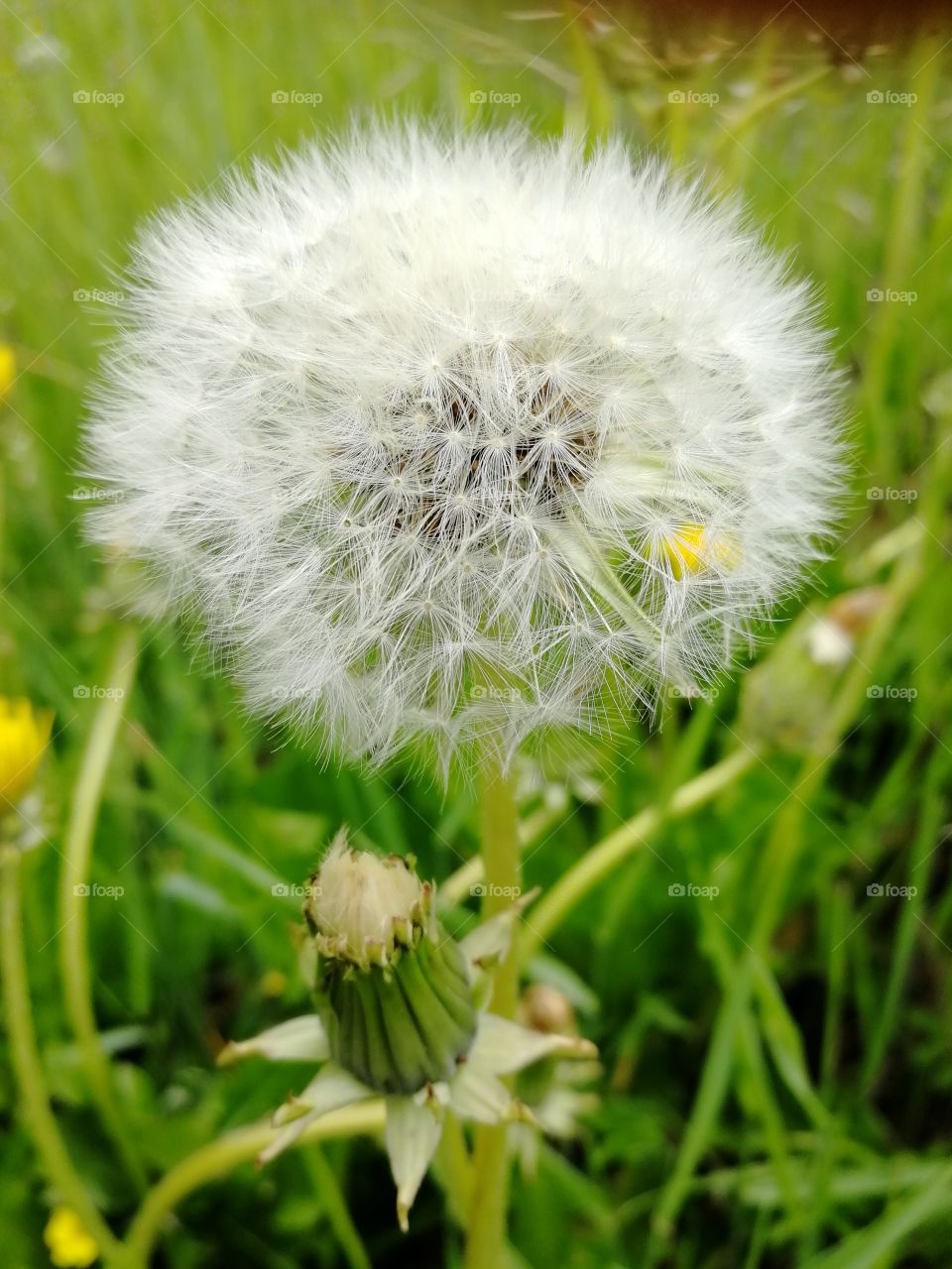Dandelion