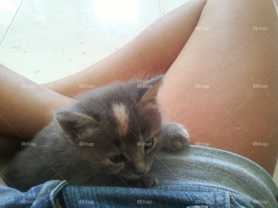 baby kitten in lap