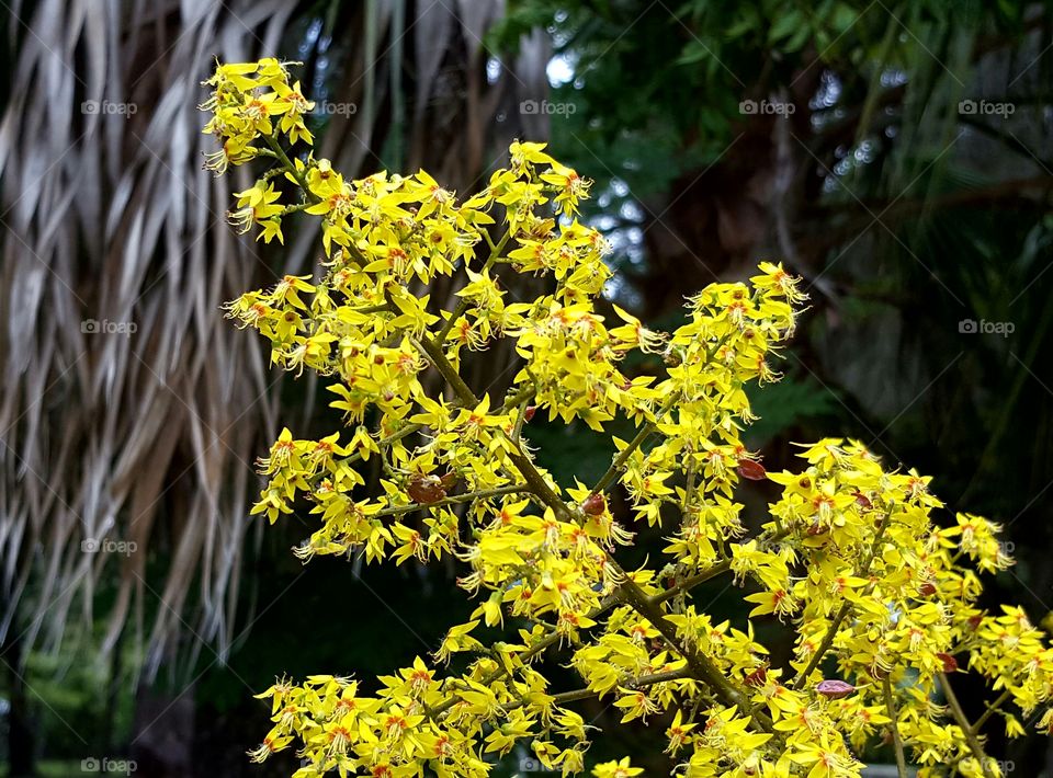 Flower, Nature, No Person, Leaf, Flora