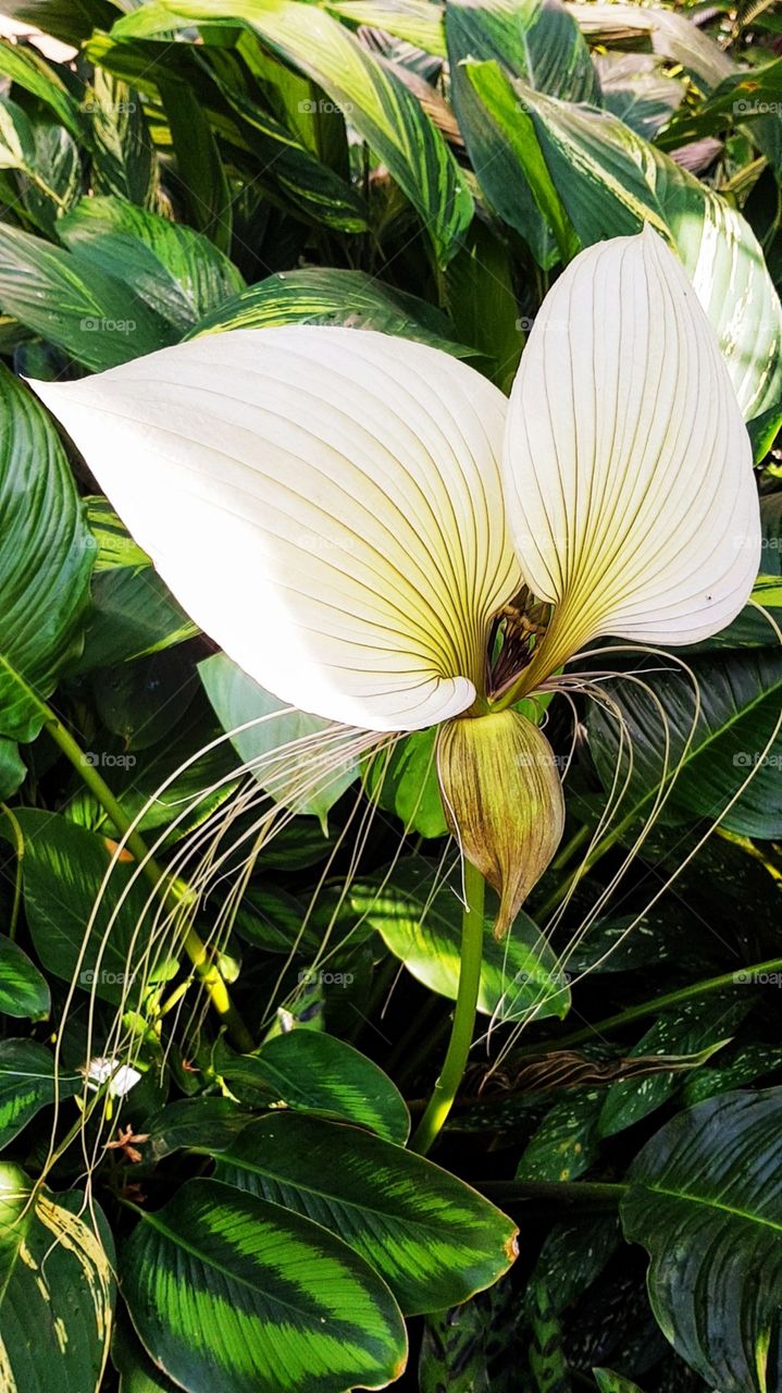 Cairns Botanical Gardens