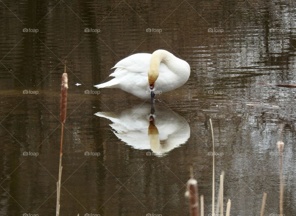 Swan symmetry 
