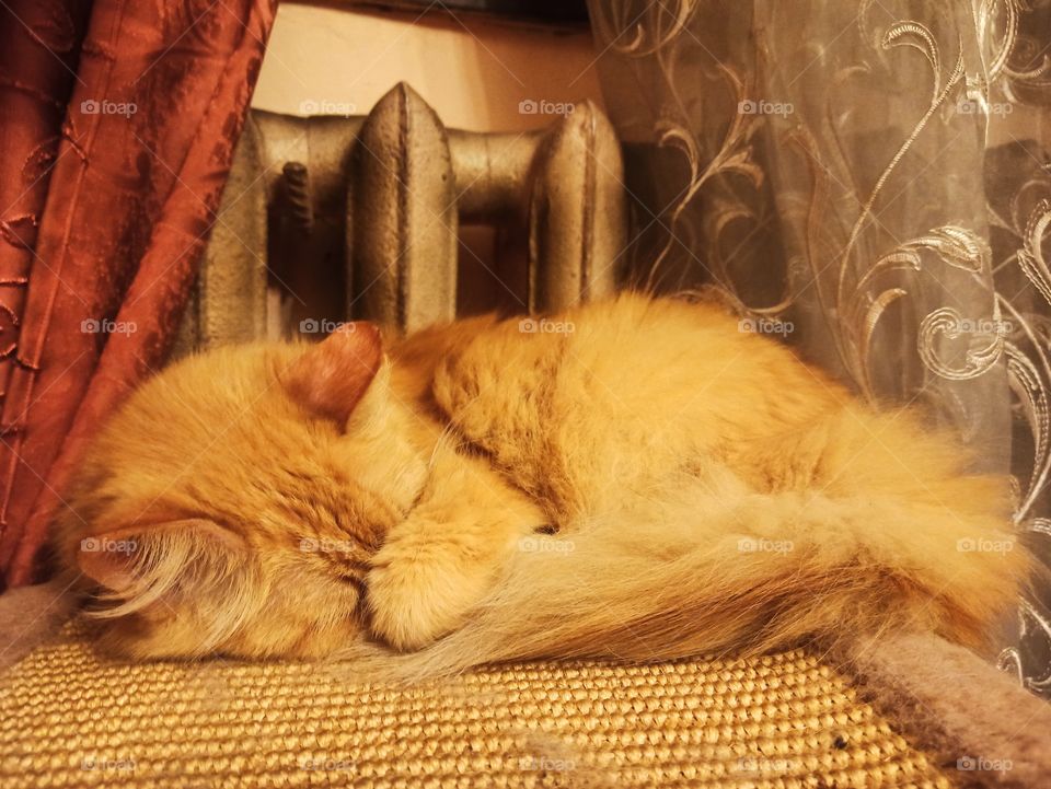 Winter Is Coming! Cat sleeping near a hot battery. Cat. Warmed up.